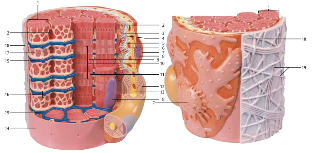 Muscle Fiber Diagram | Quizlet