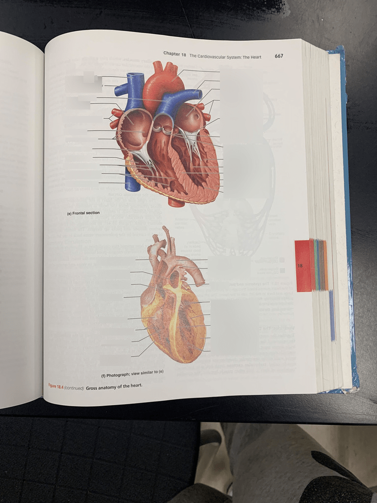 Chapter 13 CIrculatory System: Heart Label Paper 3 Diagram | Quizlet