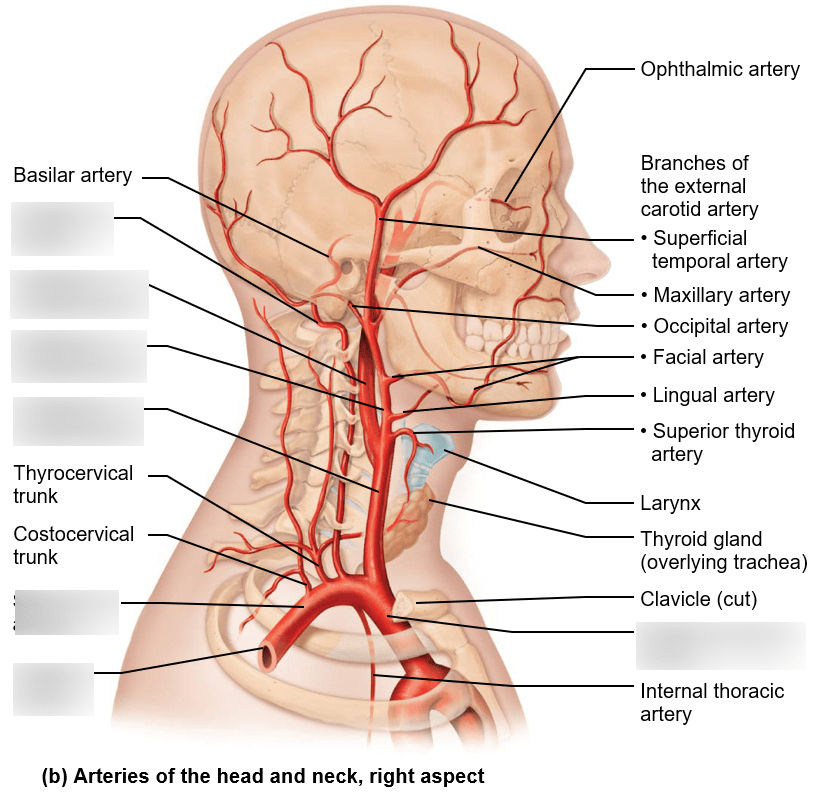 head and neck anatomy quiz