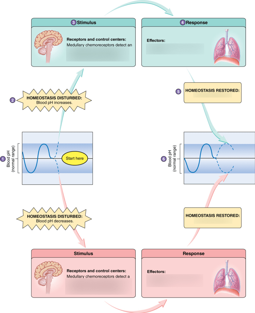 Concept Map Mechanisms Of Blood Ph Balance Blood Ph Regulation Homeostasis