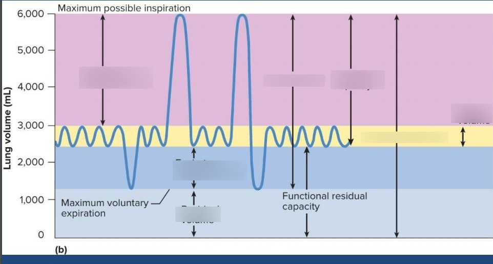 spirometer Diagram Quizlet