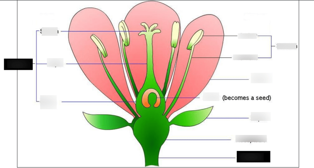 Diagram of Flower Diagram | Quizlet