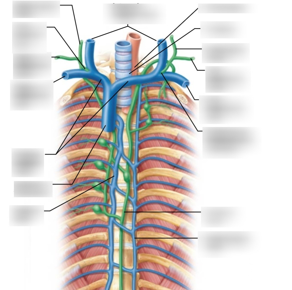 Deep Lymphatic Vessels Diagram | Quizlet