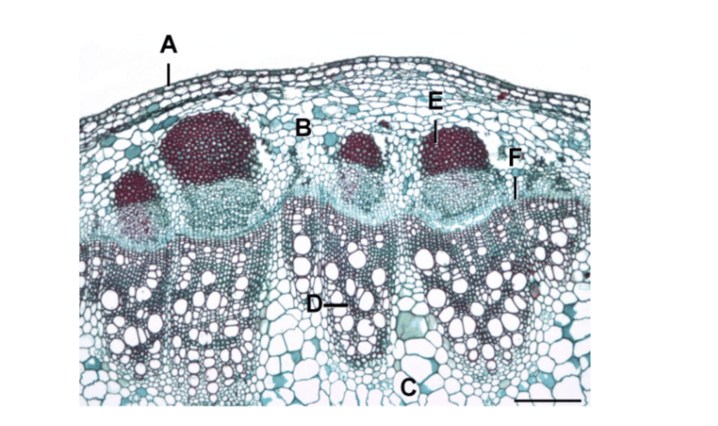 dicot stem Diagram | Quizlet