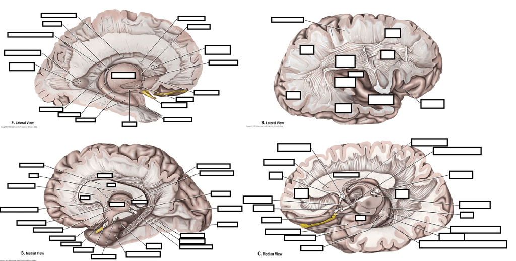 Diagram of Brain Structures Quizlet
