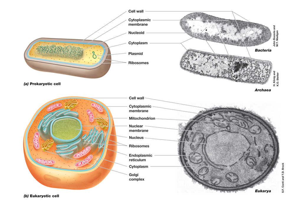 cell structure Diagram | Quizlet