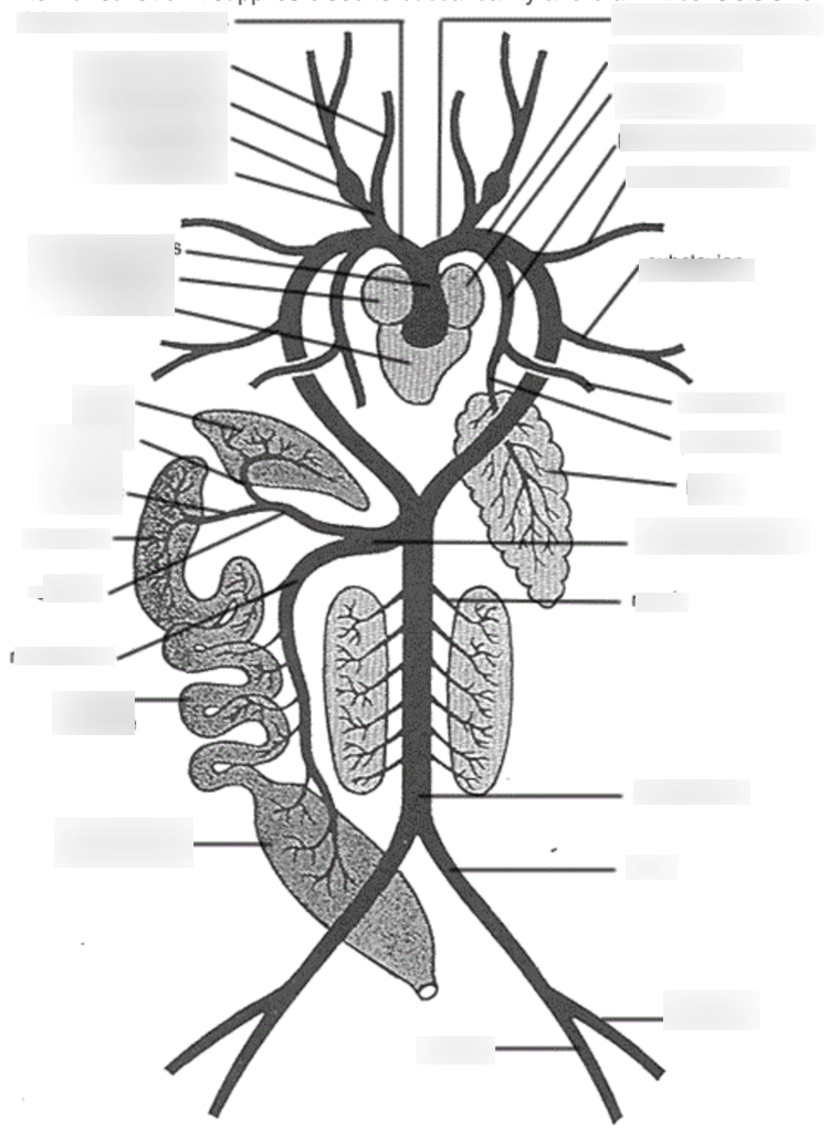Arterial System of Frog Diagram | Quizlet