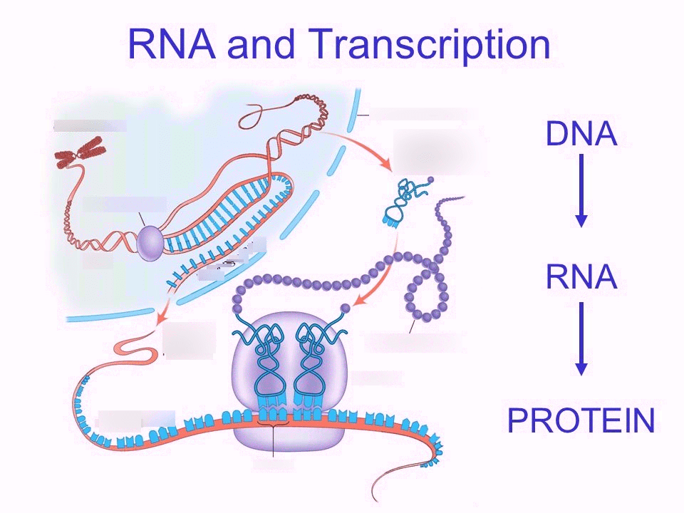 Protein Synthesis Diagram Quizlet