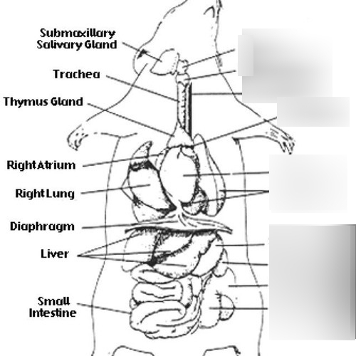 Rat Dissection Diagram | Quizlet