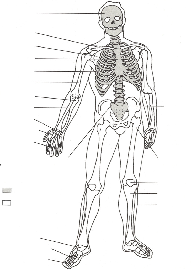 Part One of the Skeleton Diagram | Quizlet
