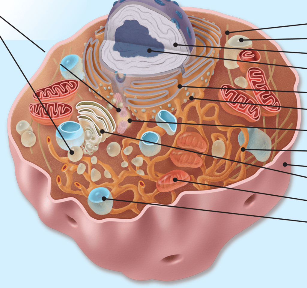 Labeling Parts of Animal Cells Diagram Quizlet