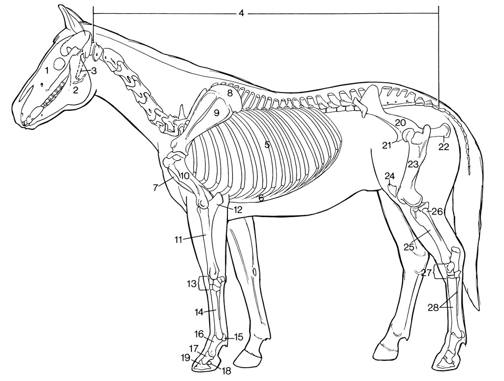 Equine Anatomy - Full Skeleton Diagram | Quizlet