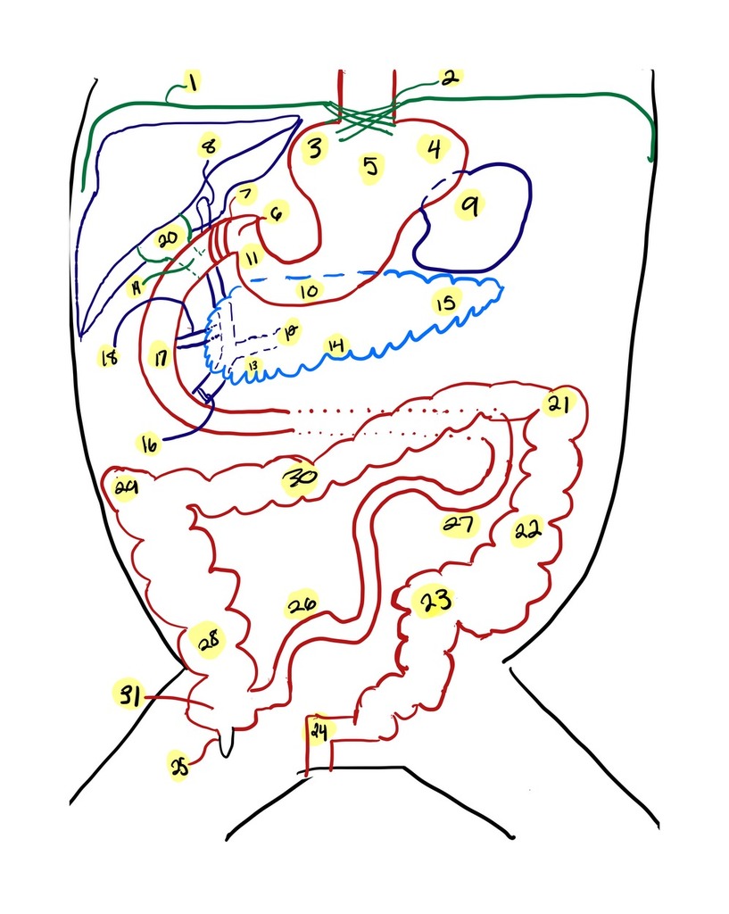 Gastrointestinal Diagram Quizlet