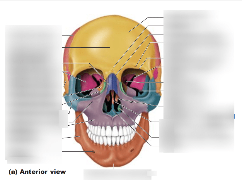facial bones Diagram Quizlet