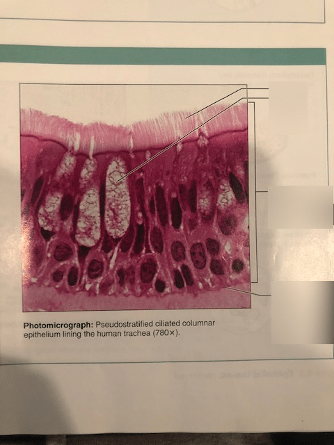 Pseudostratified Columnar Epithelium Diagram | Quizlet