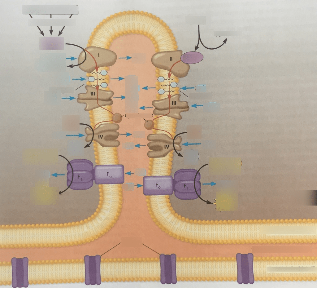 dynamics of electrochemical proton gradient Diagram Quizlet