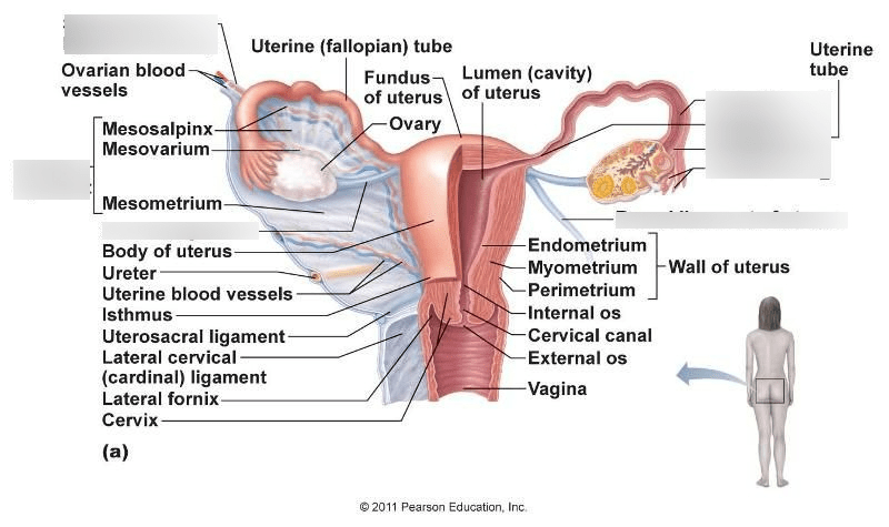 Reproductive system Diagram | Quizlet