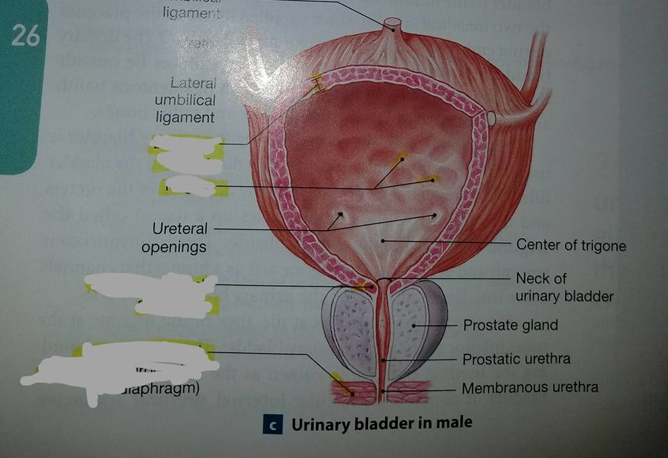 bladder Diagram Quizlet