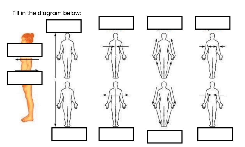 anatomical positions diagram Diagram | Quizlet