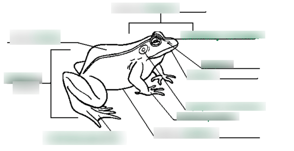anatomical terms Diagram Quizlet