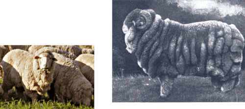 Sheep and Goat Breeds Flashcards | Quizlet