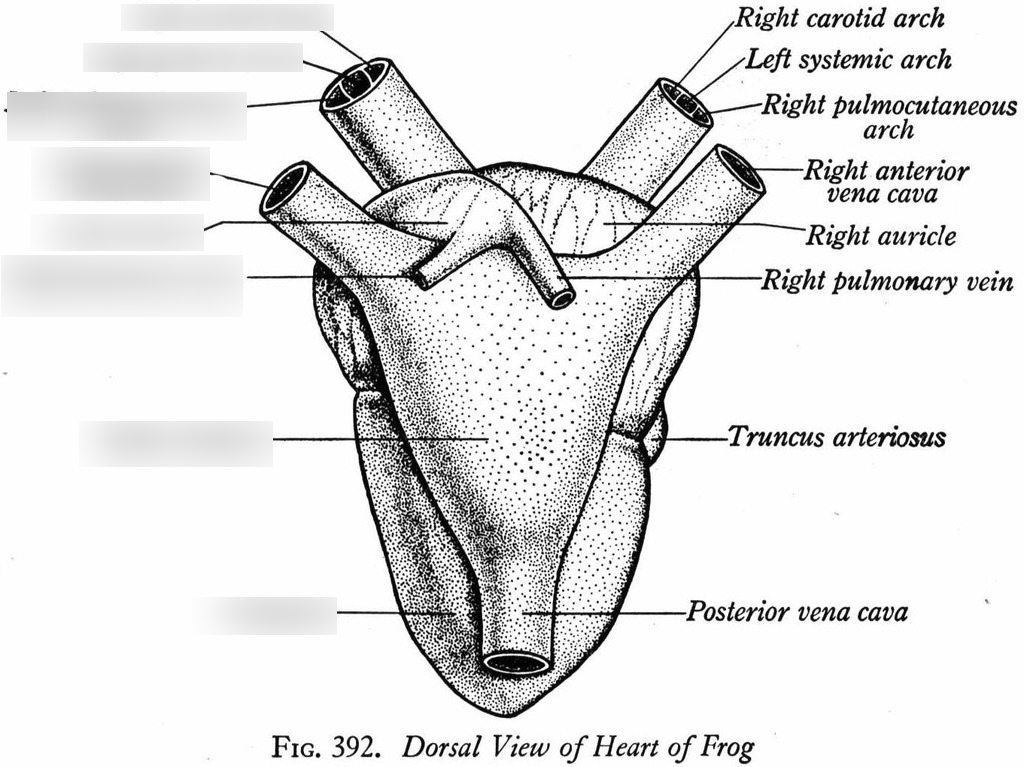 Frog Heart