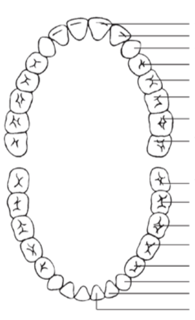 Digestive System- Teeth Diagram | Quizlet