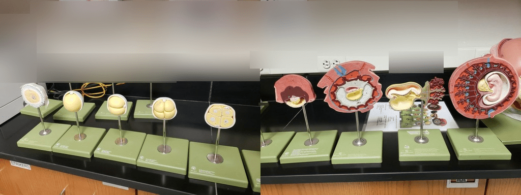 Stages of development Diagram | Quizlet