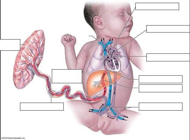 Baby blood flow Diagram | Quizlet