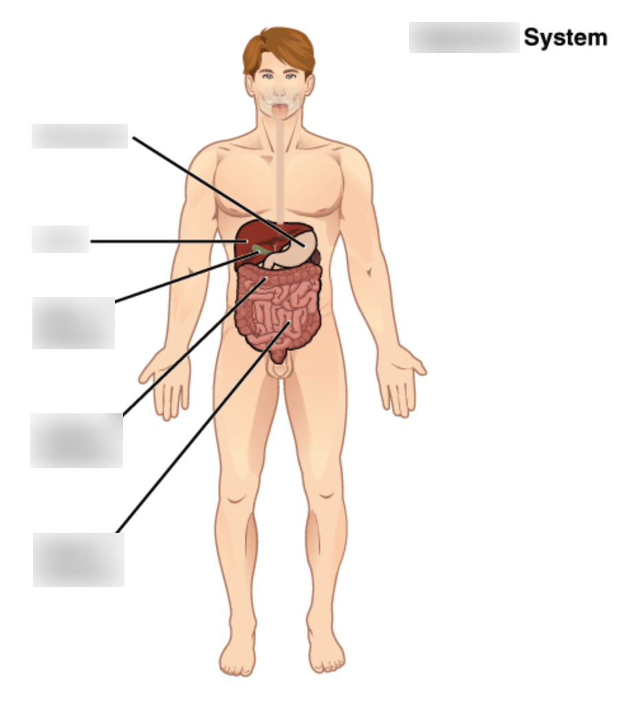 Digestive System - Organ Systems of the Human Body Diagram | Quizlet