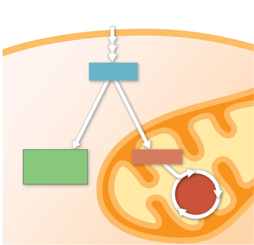 Part 2: Biology Chapter 9: Cellular Respiration and Fermentation