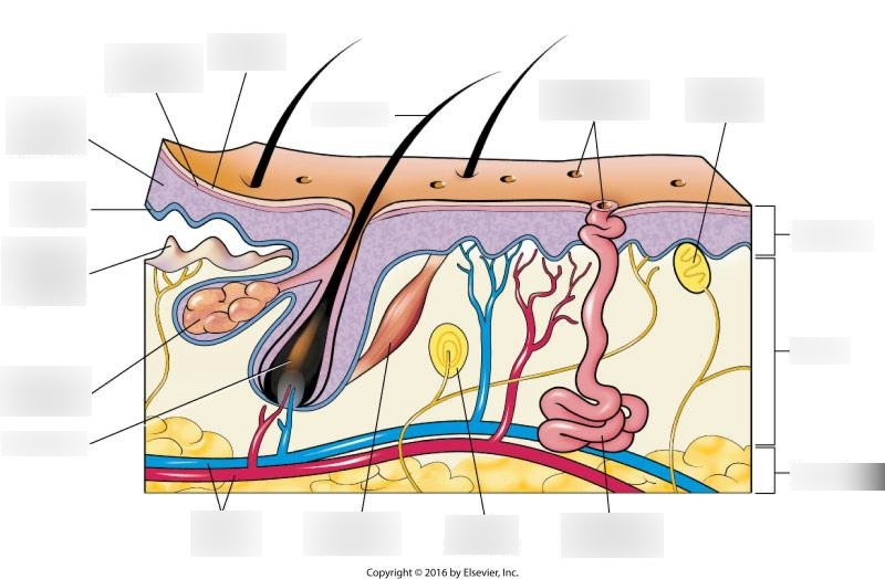 Integumentary System Diagram | Quizlet