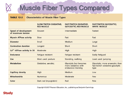 Type of Skeletal Muscle Fibers Flashcards | Quizlet