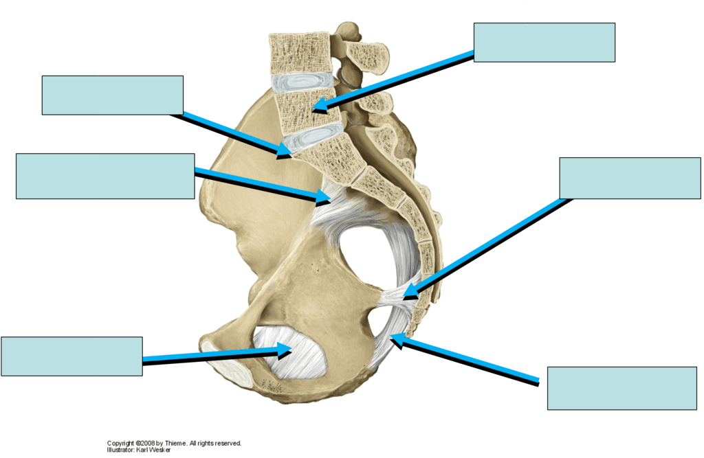 ligaments Diagram | Quizlet