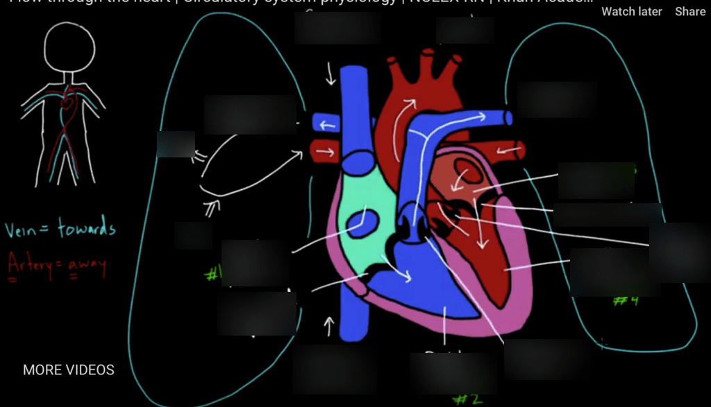 MCAT Cardio-heart Diagram | Quizlet