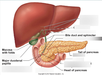 digestive 3 pancreas Diagram | Quizlet