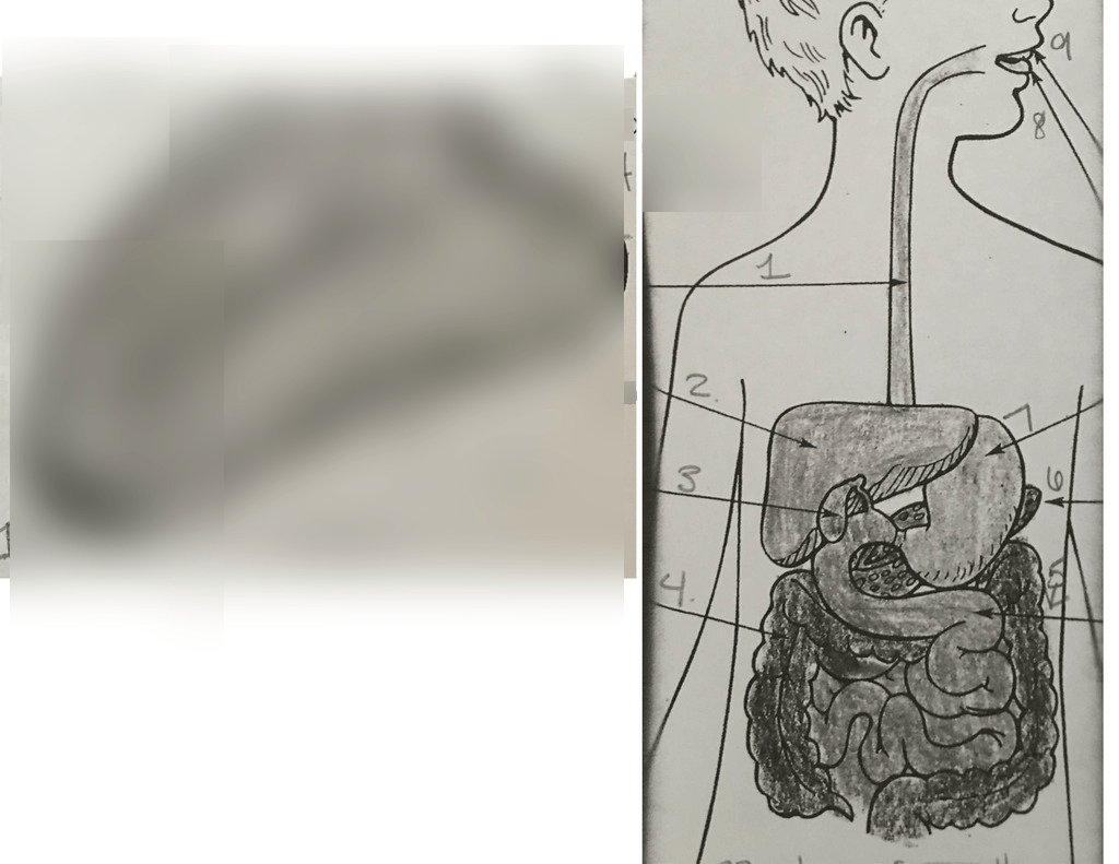 Label digestive system Diagram | Quizlet