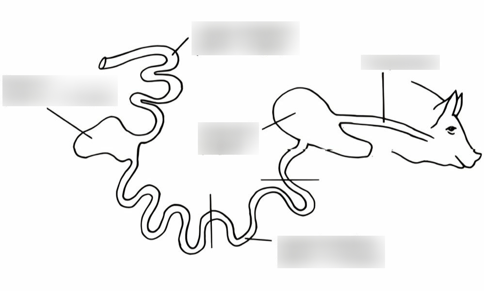 Pig Digestion System Diagram Diagram | Quizlet