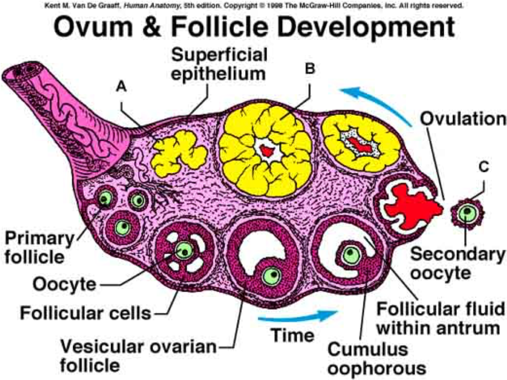Lab 7 Ovum and Follicle Development Diagram Quizlet