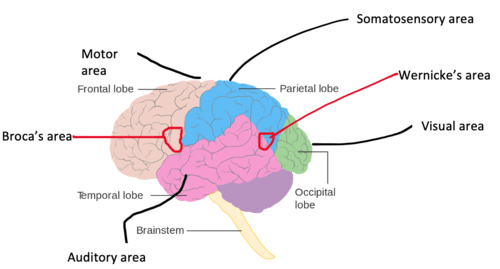 Localisation and function in the brain- Parts of the brain Flashcards