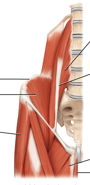 hip flexor muscles Diagram | Quizlet