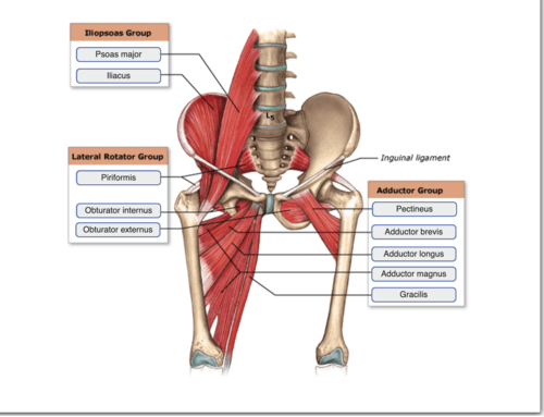Anatomy 2220 Hw 1 Flashcards | Quizlet