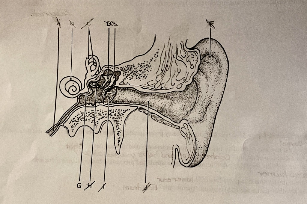 label the ear Diagram | Quizlet