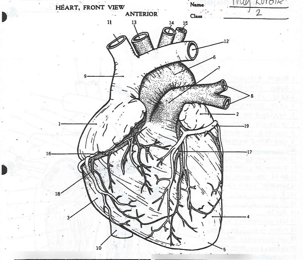 Outer Heart Anatomy Diagram | Quizlet