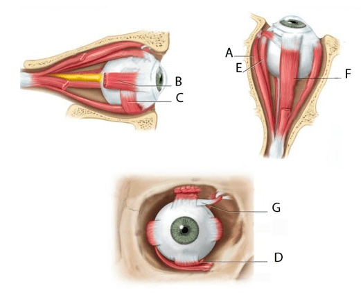 Extraocular Muscles Diagram | Quizlet