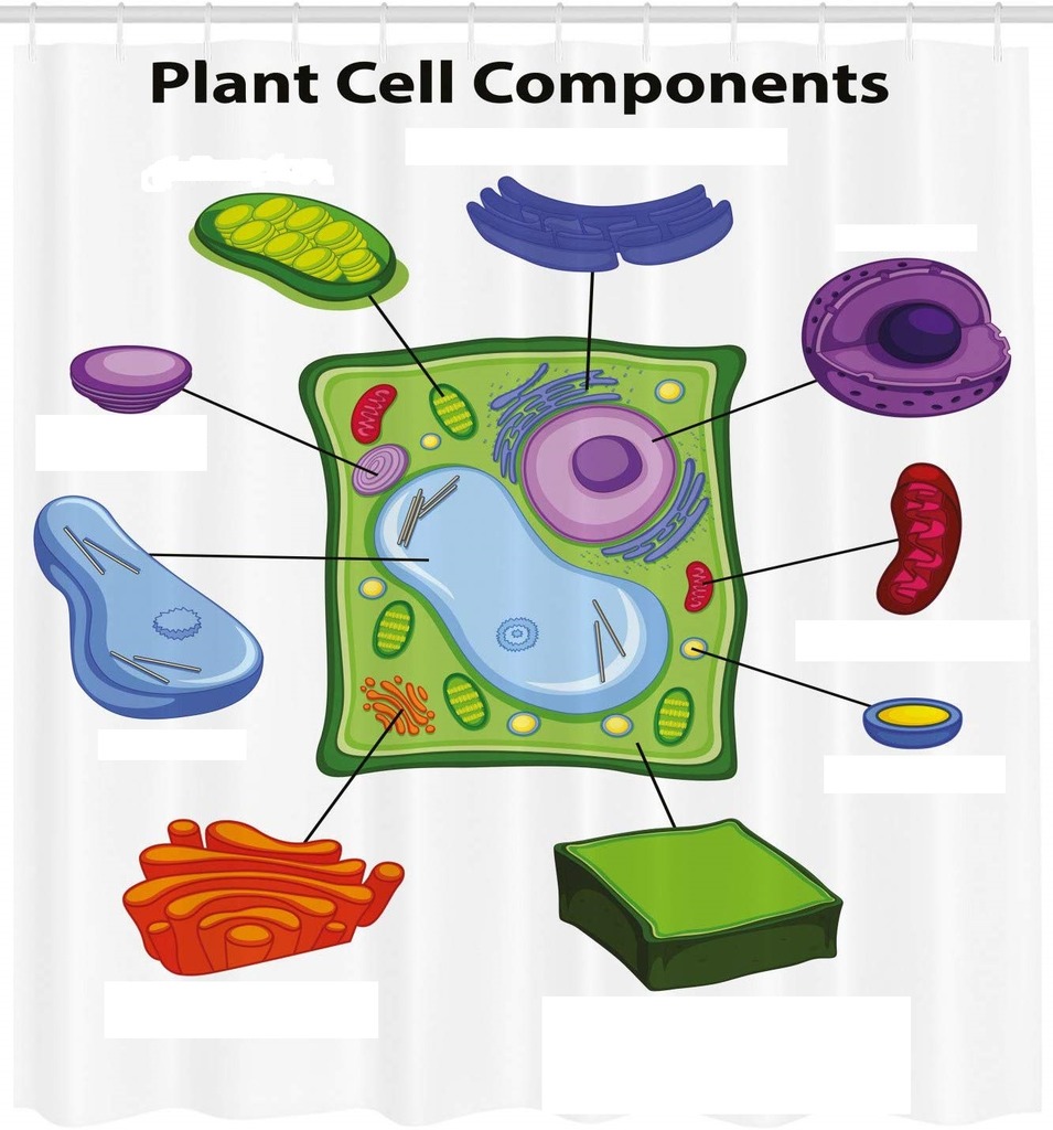 Parts of a Plant Cell Diagram | Quizlet