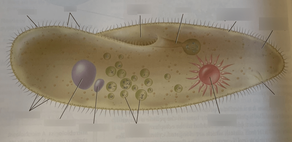 Paramecium Diagram Diagram | Quizlet