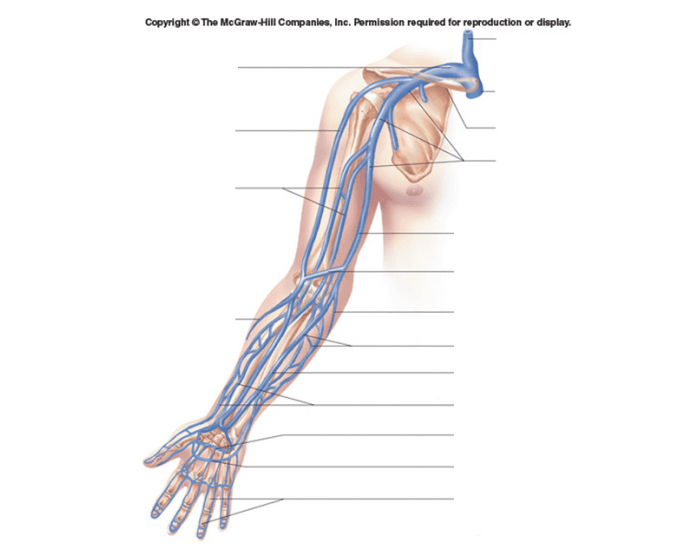 Major veins of right arm labeling Diagram Quizlet