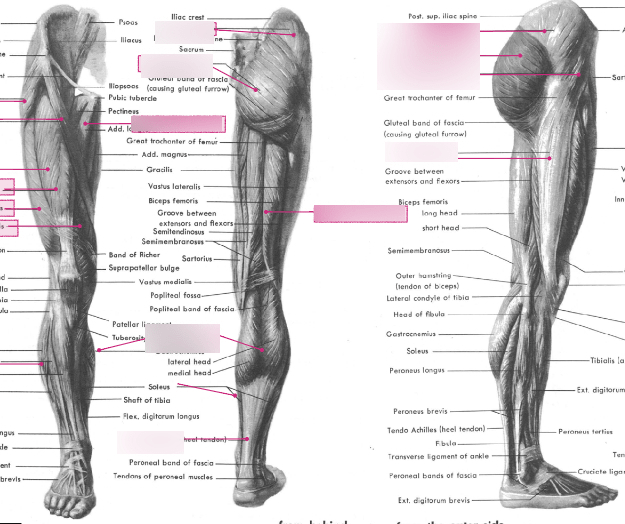 Muscular leg Diagram Quizlet