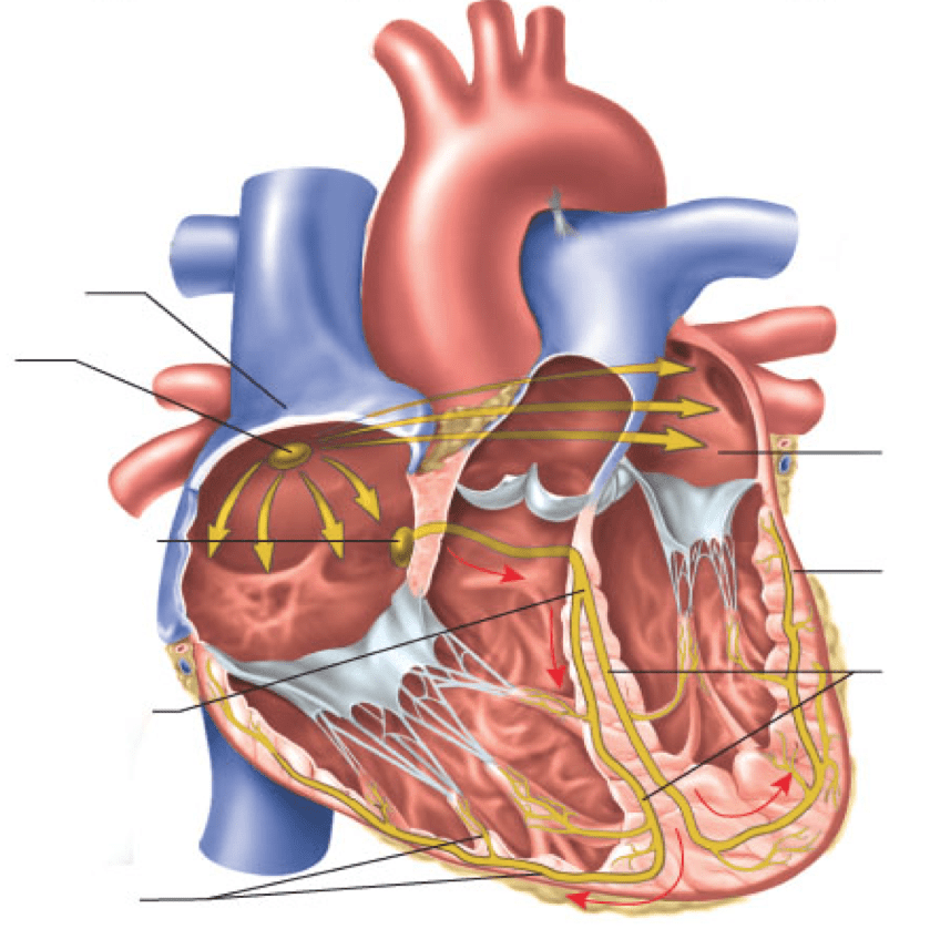 Lab #6 Exercise 27 Review Questions - Electric Conductivity of the